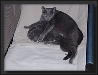 2007-04-30 Donja Kittens 1.JPG